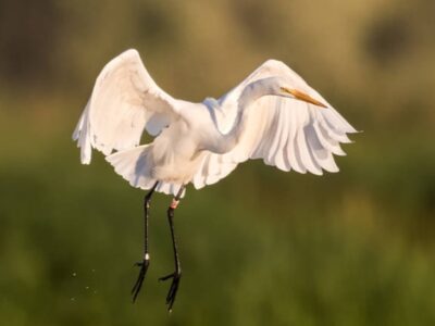 Chilika, Dolphin, CHilika Birds